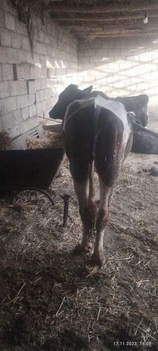 Галштин пародали гуножин сотлади