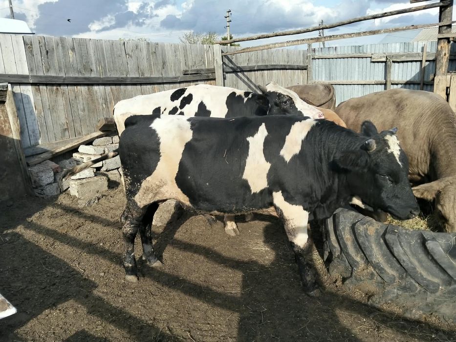 Продаются бычки на откорме
