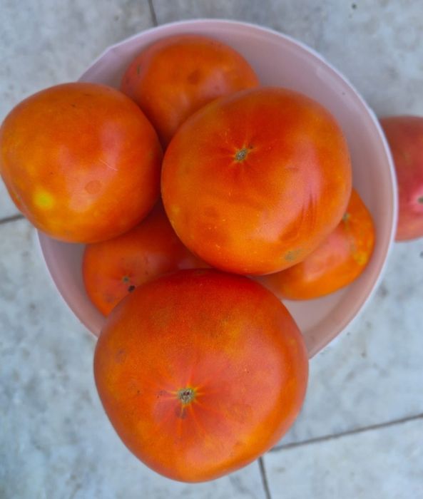 Помидоры домашние продам