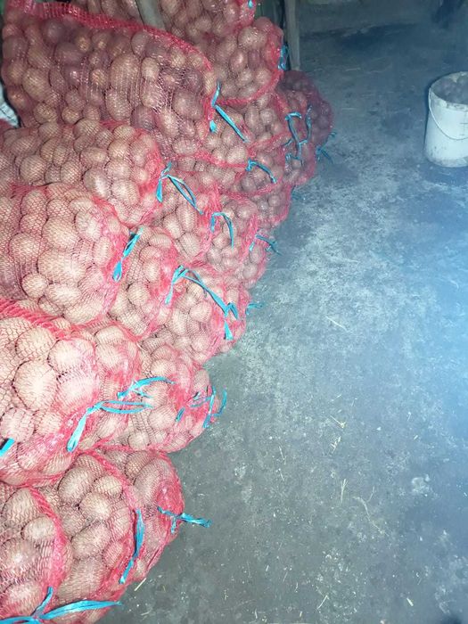 cartofi  roșii de consum soi belaroza