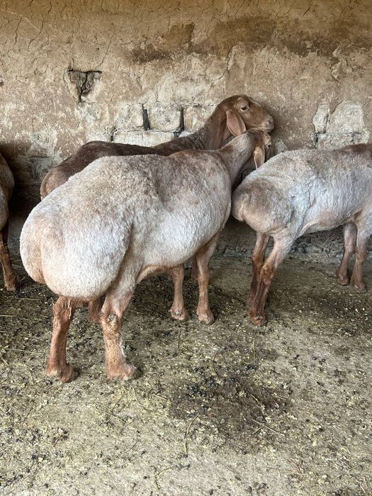 Qoyla sotiladi srochna qochqor va solix