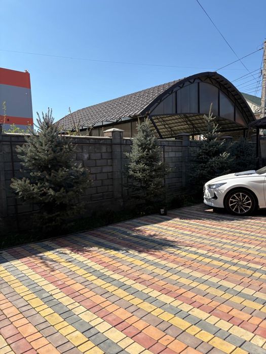 Голубая ель трех летний
