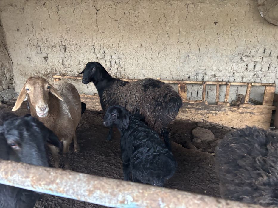 Баран Кой сатылады