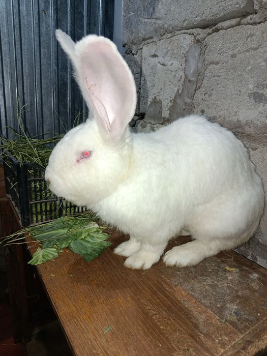 Продам белого Фландера