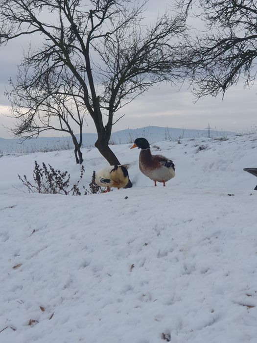Vând gâște americane și 2 rățoi