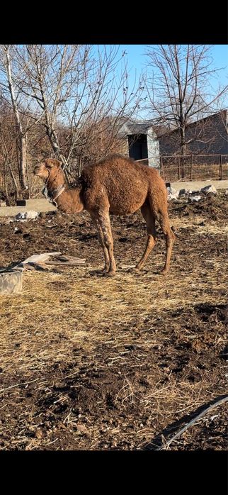 Туйе сатылады 1жарым жас