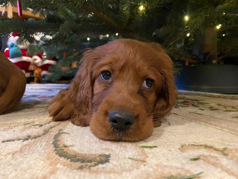 Cățel setter irlandez