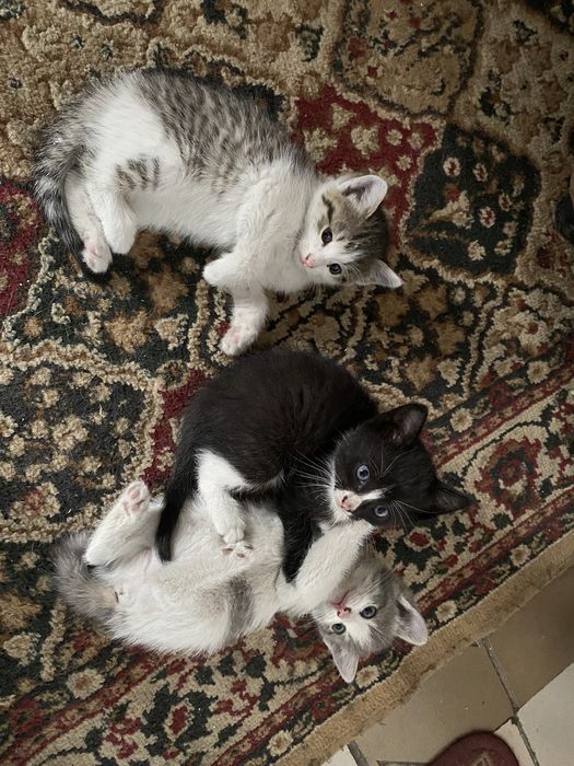Отдам котят в добрые руки