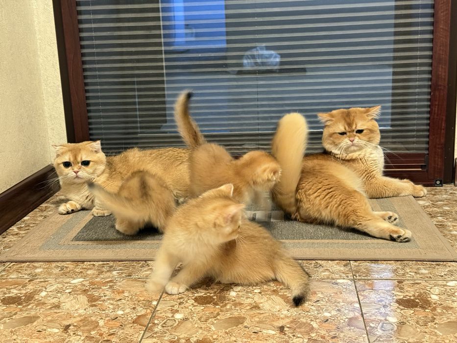 Британец кот на вязку