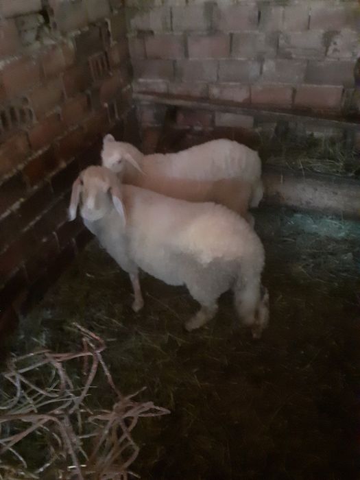 Продавам агнета