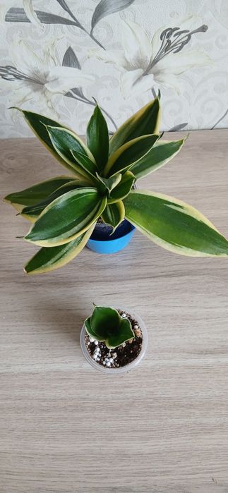 Продам комнатные цветы