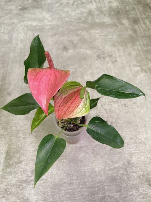 Антуриум розовый