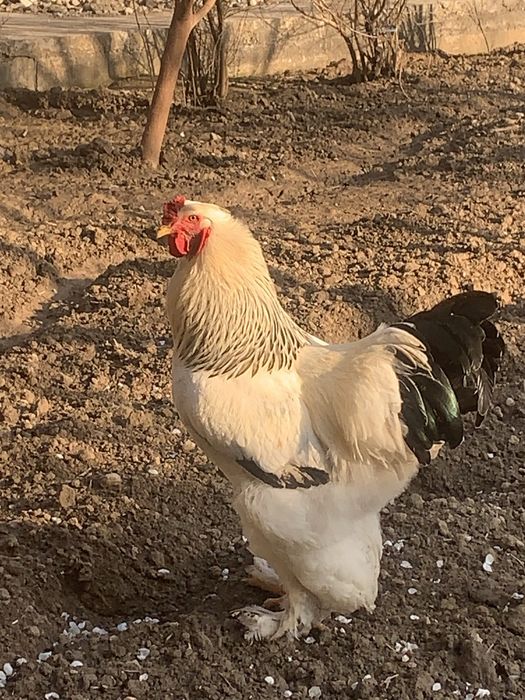 Soğlom gigant brama