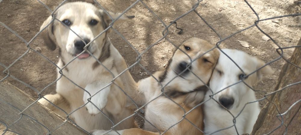 Подарявам Кученца (+ транспорт) кръстоска