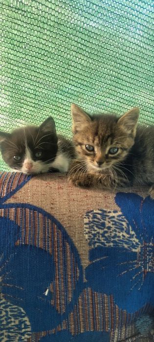 Котята  бесплатно