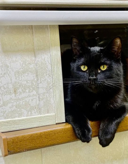 Брат и сестра кошки умные