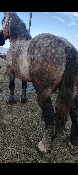 Vand iapa de 4 ani curata