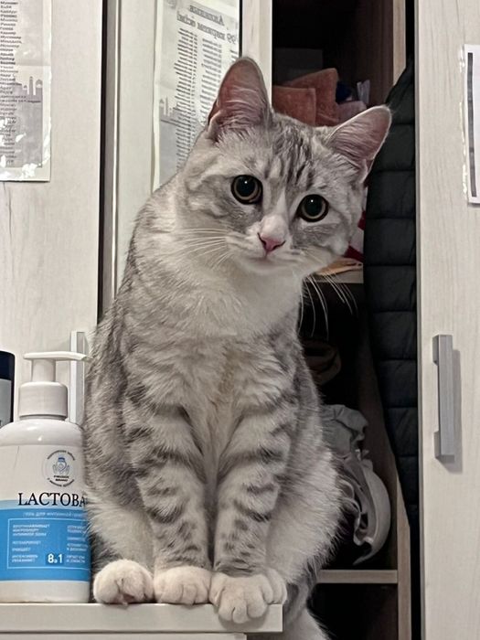Отдам кота в хорошие руки