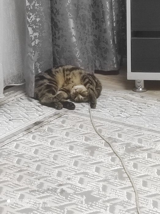 Британская кошка
