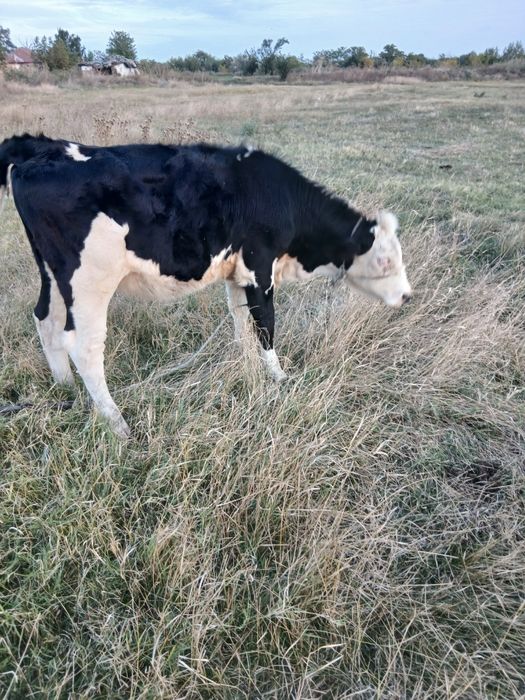 Vaca si vițica de vănzare