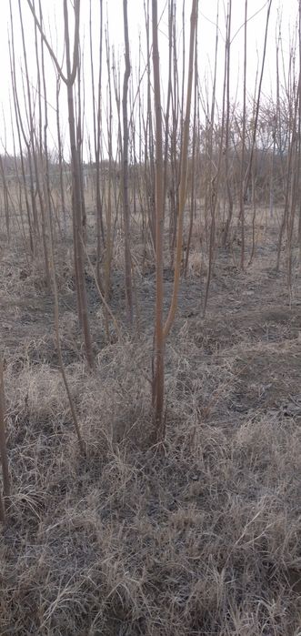 Павловная кучатлари!