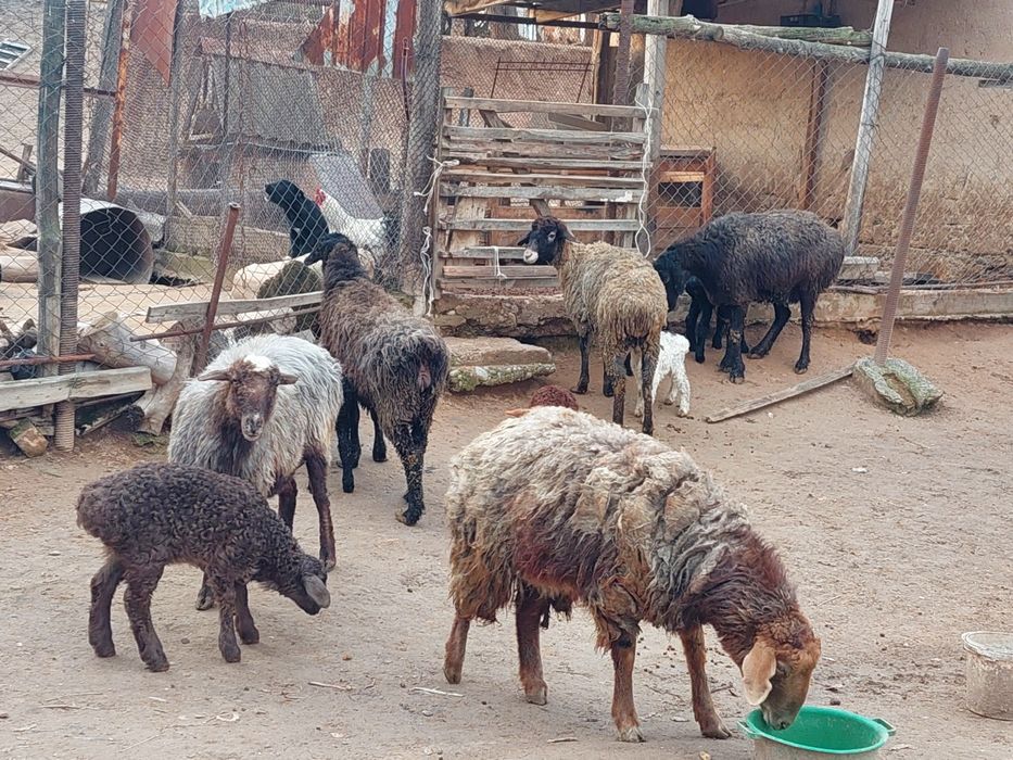 Жас ірі денелі қозылы қойлар сатылады