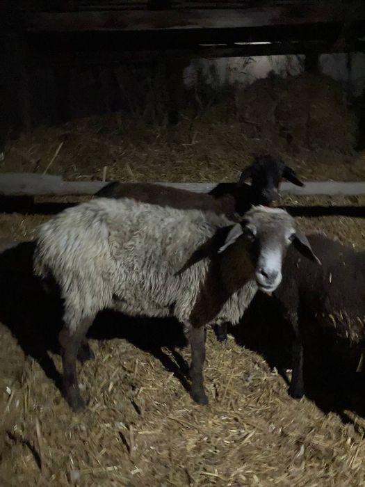 Qoy sotiladi /Продаются бараны