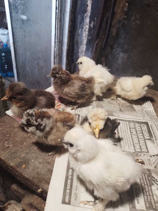 Пъдпъдъци , пилета ,яйца от декоративни кокошки.