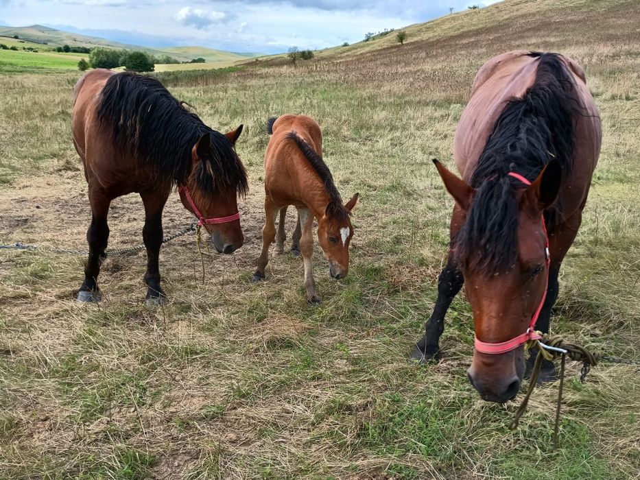 Iapă(6 ani) cu mânz(7 săptămâni) și mânz de 14 luni de vânzare