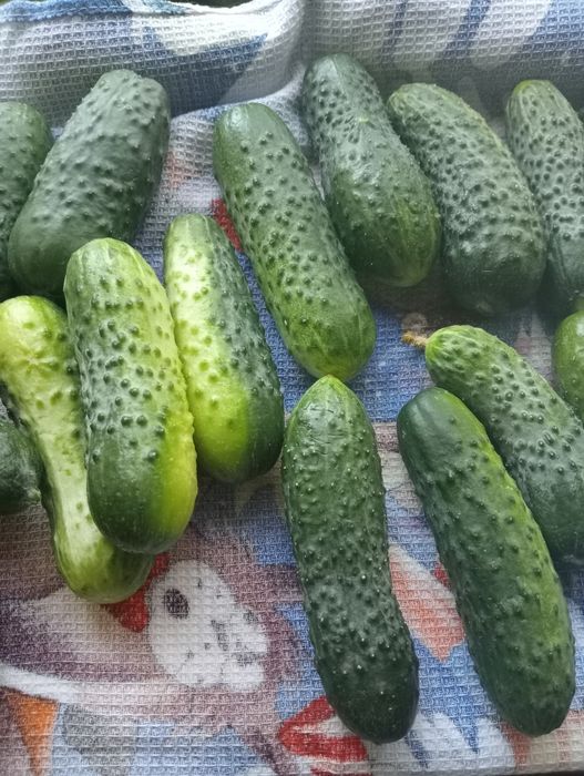 Свежие   огурчики