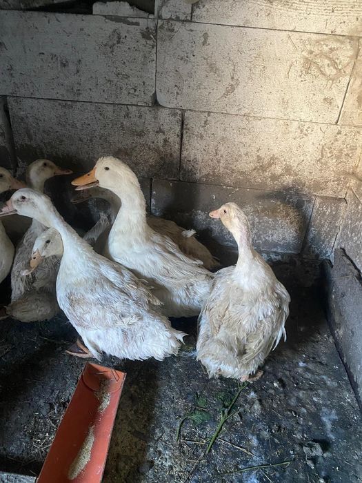 Vând rate de taiat4,5,6 kg 65 de lei