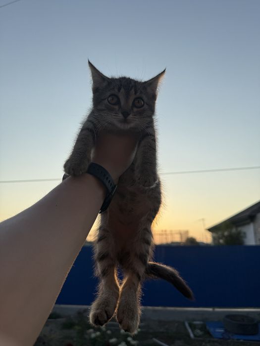 Отдам котят в добрые руки