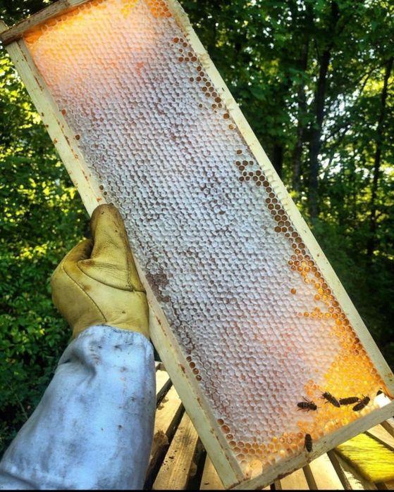 Пчелен Мед- 2025г, Букет, Тенекия, кошери, пчели,билков,билки, здраве