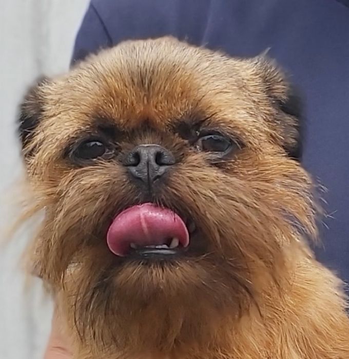 Брюссельский гриффон