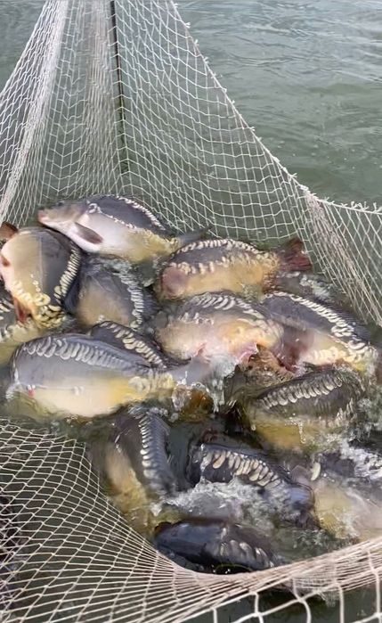 Продавам   Шаран