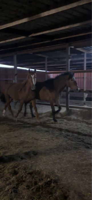 Жеребец Дончак 3 года