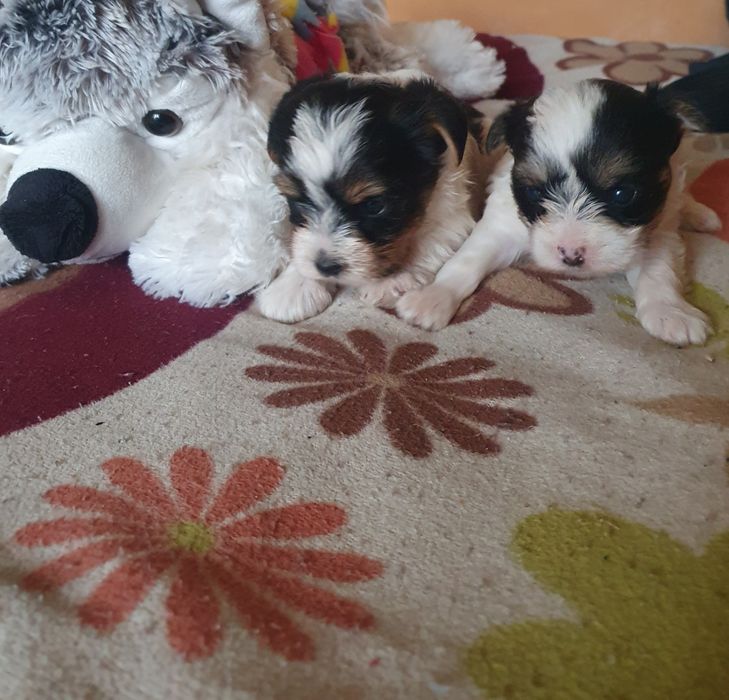 Малки йоркита бивър