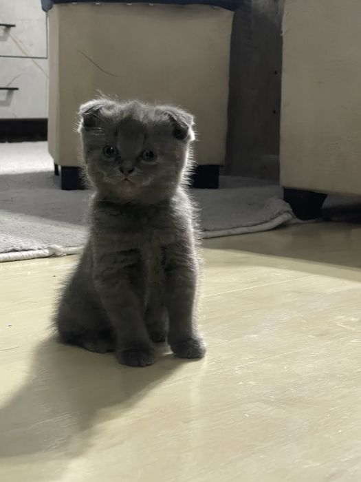 Продаются котята скотиш фолд