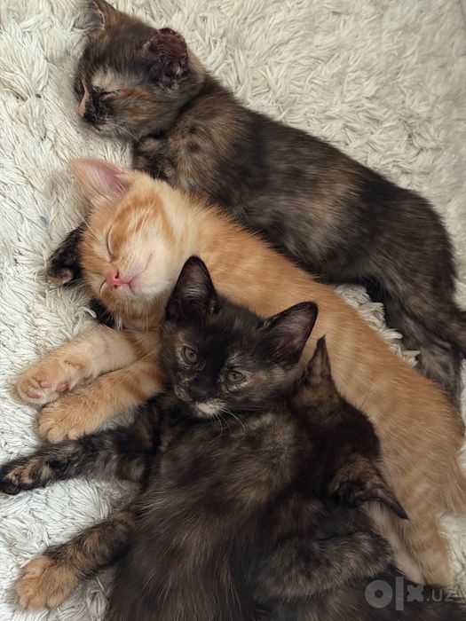 Котята бесплатно