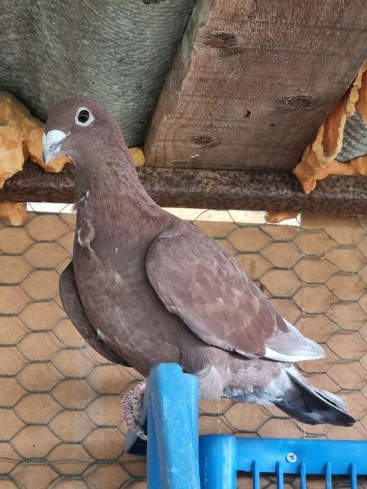 Porumbei rosii de Bucuresti