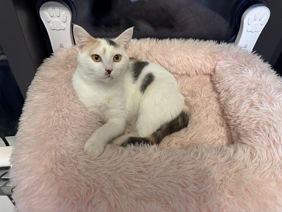 Кошка Стрелка ищет дом