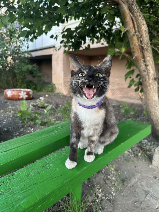 Милая кошечка ищет дом