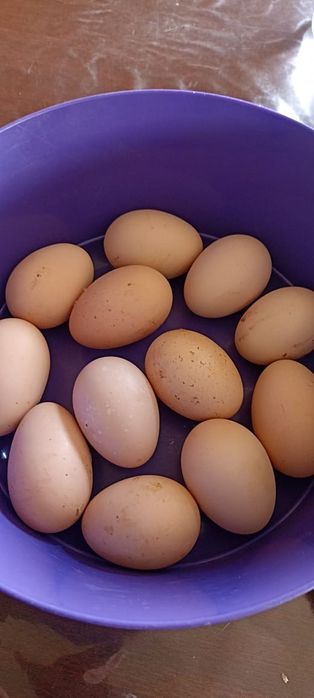 Инкубационые яица породы виандот