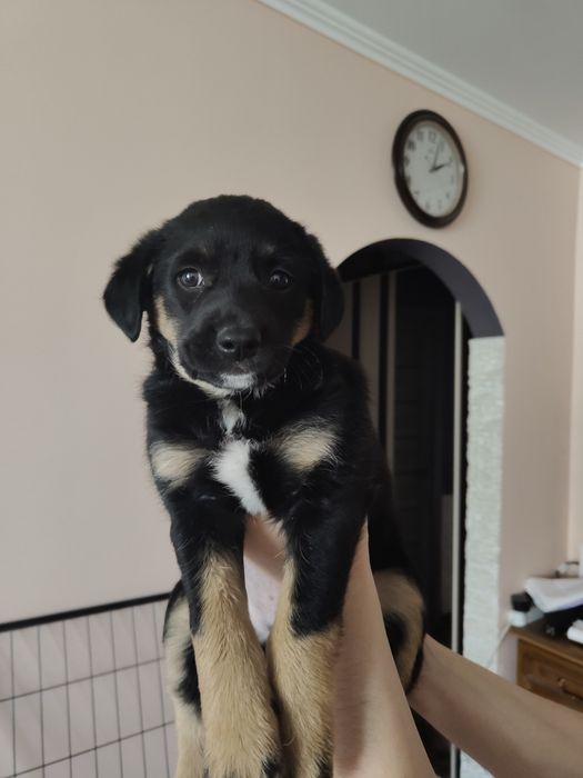 Щенок мальчик бесплатно