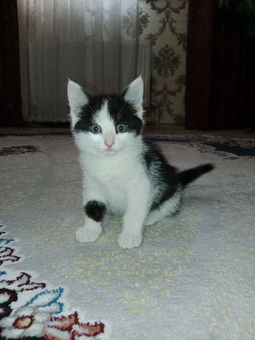Отдадим котят в добрые руки