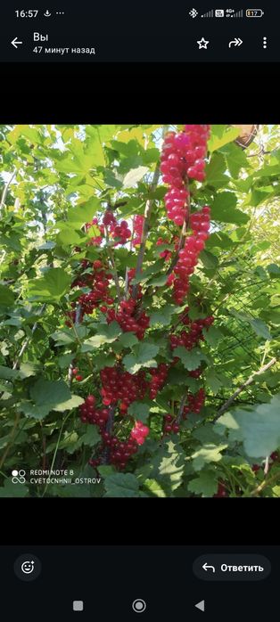 3 сорта смородины черная красная белая