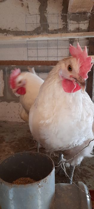 Vand cocosi La bresse