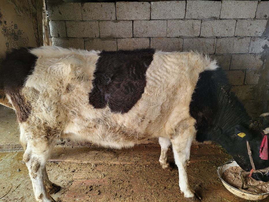 Сиыр   сатылады.