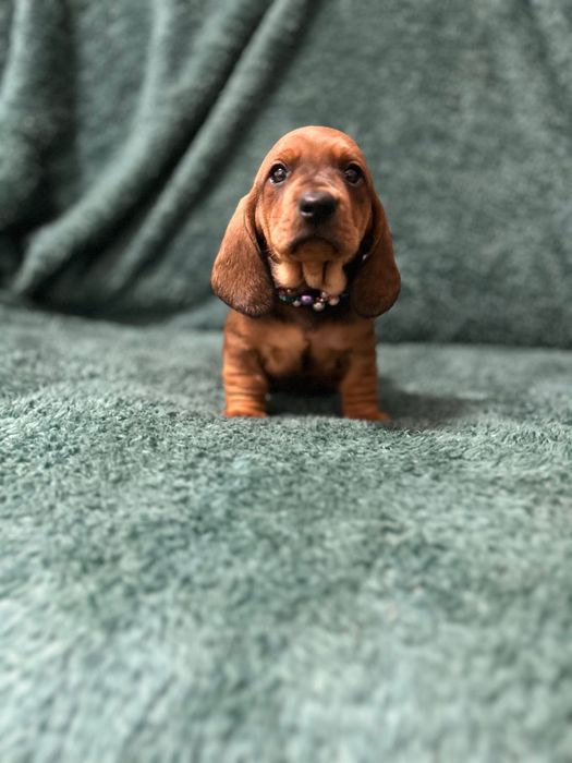 Mascul teckel cu Pedigree FCI