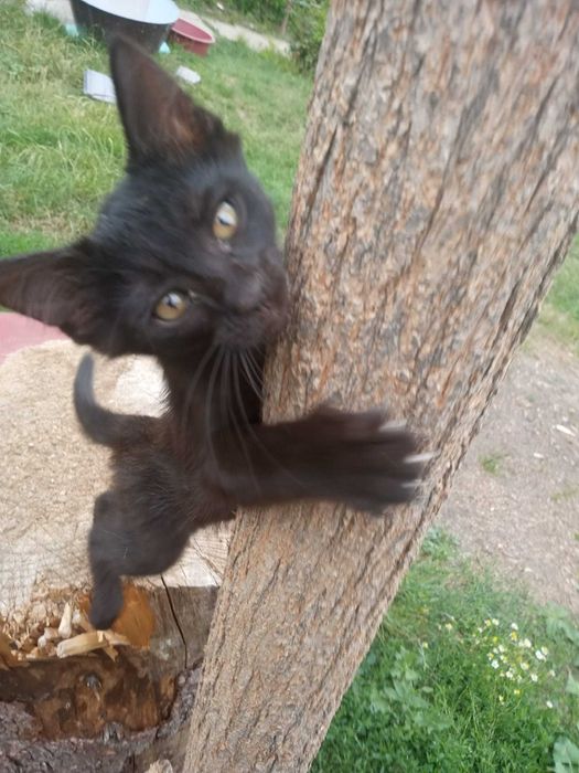 Pisici pentru adoptie